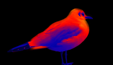 The Way in Which Discord Spreads Malware for Raspberry Robin